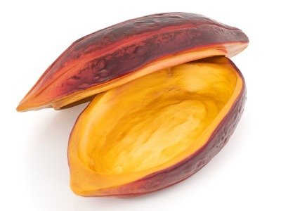 baya de cacao