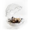Ostra Plato