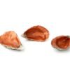 Oyster Copper - 3 uds.