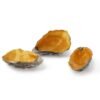 Oyster Gold - 3 uds.