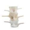 Plato Vertebra de Atún