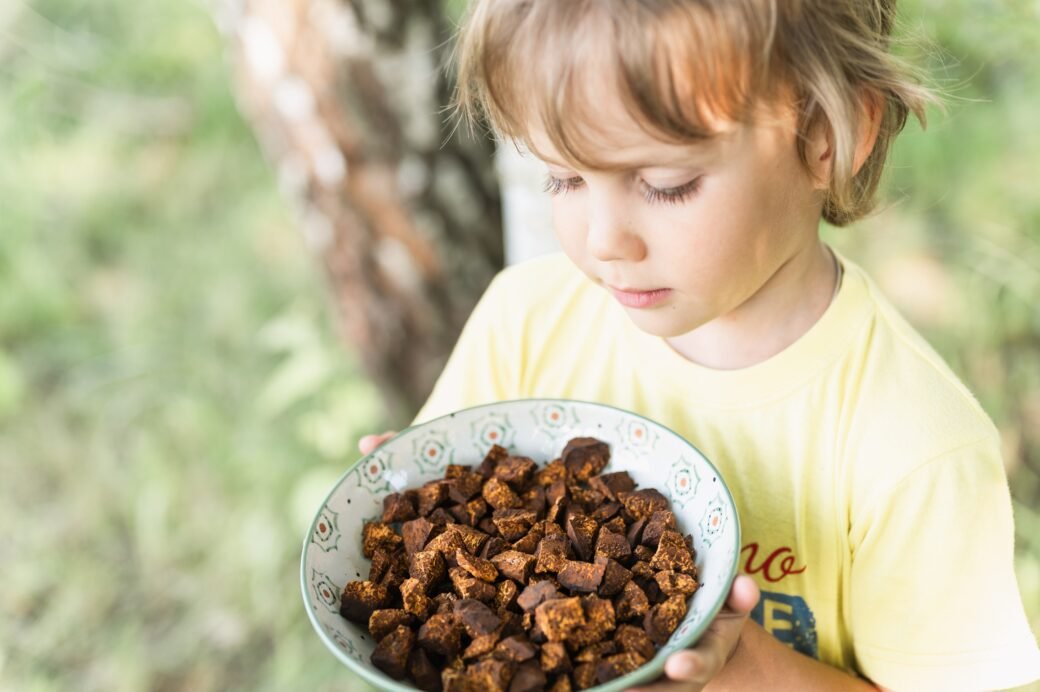 Emprende con Liofilización 7 gathered foraged sliced pieces chaga mushroom birc 2025 01 09 02 49 42 utc Emprende con Liofilización
