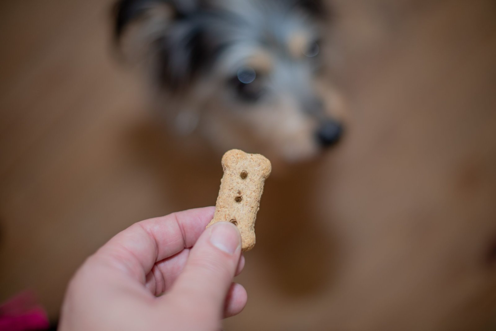 Pet Food Premium